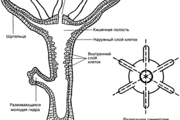 Кракен упал